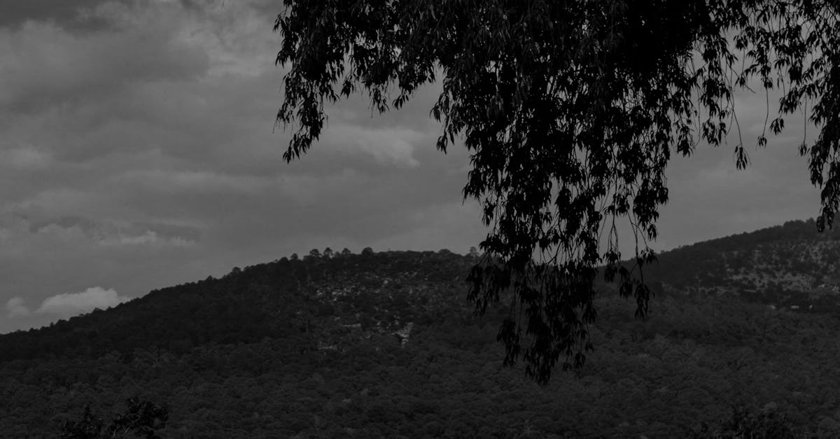 Labrador, <a href=gold-coast class='text-primary'>Gold Coast</a>